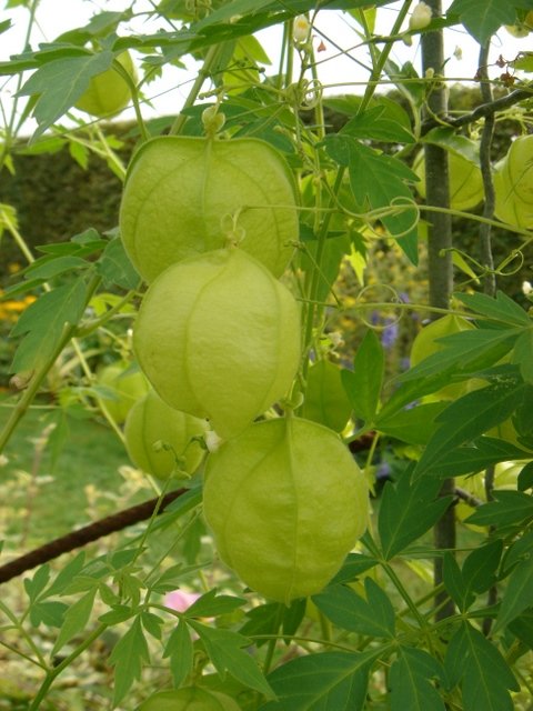 Cardiospermum halicacabum